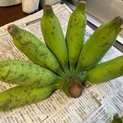 ≪はまゆうの花が咲いてます！≫、うまちーナナ、2.6kg、沖縄南部産の画像