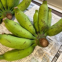 ≪はまゆうの花が咲いてます！≫、うまちーナナ、2.6kg、沖縄南部産の画像