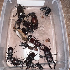 カブトムシ、クワガタ無料
の画像