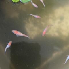 【産卵中】王華　稚魚〜若魚　メダカの画像