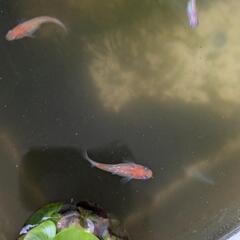 【産卵中】王華　稚魚〜若魚　メダカの画像