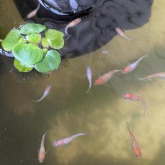 【産卵中】王華　稚魚〜若魚　メダカの画像
