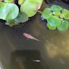 【産卵中】王華　稚魚〜若魚　メダカの画像