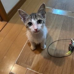 3ヶ月子猫を大切に育ててくださる方