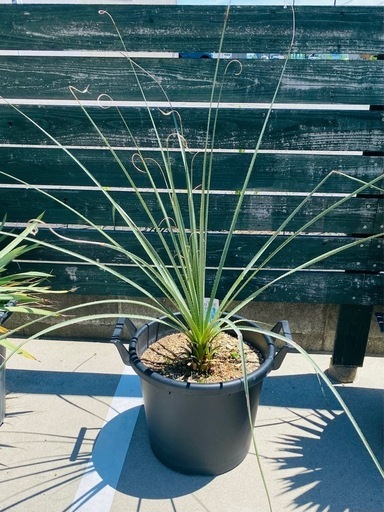 ダジリリオン　ロックガーデン　ドライガーデン