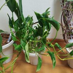 観葉植物　カラテア　ロゼオピクタロージー等の画像