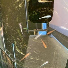 メダカ１０匹　成魚　ミックスの画像