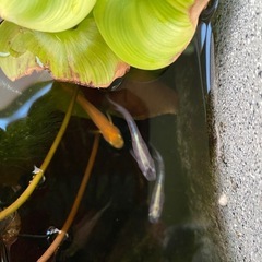 メダカ１０匹　成魚　ミックスの画像