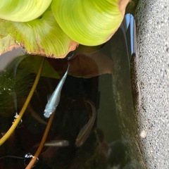 メダカ１０匹　成魚　ミックスの画像