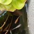 ランキングキーワードに紐づく投稿画像-メダカ