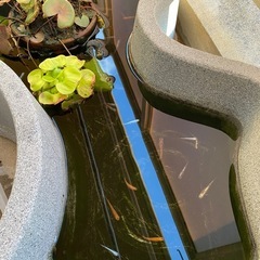 メダカ１０匹　成魚　ミックスの画像