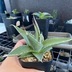 ランキングキーワードに紐づく投稿画像-多肉植物