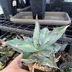 ランキングキーワードに紐づく投稿画像-観葉植物