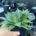 ランキングキーワードに紐づく投稿画像-多肉植物
