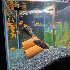 オヤニラミ2匹の画像