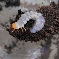 オオクワガタペア(津山産CB)とインターメディアツヤ2令幼虫4頭の画像