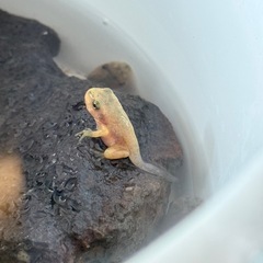 アマガエルとニホンアマガエルの画像