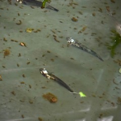 天鵞絨(ピロード)の稚魚500円の画像