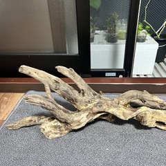流木の画像
