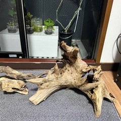 流木の画像