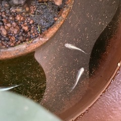 幹之メダカ８匹　成魚の画像