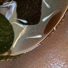 幹之メダカ８匹　成魚の画像