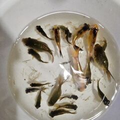 いろいろな金魚🐟の画像