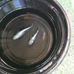 商談中★めだか〜レックウザ　稚魚〜幼魚15匹の画像