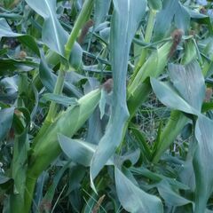 🌽【農家直販】３Ｌ～４Ｌの採れたてとうきび（ゴールドラッシュ）🌽の画像