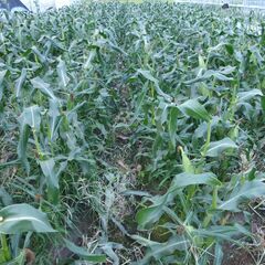 🌽【農家直販】３Ｌ～４Ｌの採れたてとうきび（ゴールドラッシュ）🌽の画像