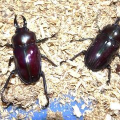 【交換希望】ニジイロクワガタ新成虫ペア→汚れてない朝刊新聞
