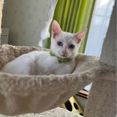 3ヶ月のボーイ👨 - 猫