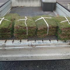 野芝の画像