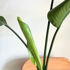 オーガスタ　植物、観葉植物の画像