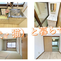 ペット飼育可能物件です。室内リフォーム済み - 賃貸（マンション/一戸建て）