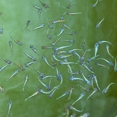 【ヒミツヘイキ】無選別 幼魚15匹の画像