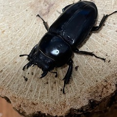 本土ヒラタクワガタ　♀のみの画像