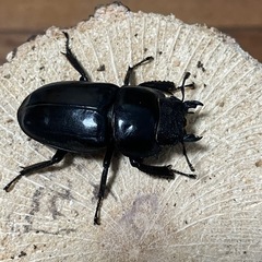 本土ヒラタクワガタ　♀のみの画像