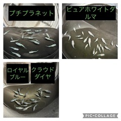 めだか　　500円〜1000円の画像