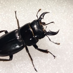 本土ヒラタクワガタ幼虫の画像