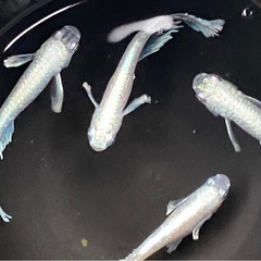 高級メダカ20匹+a 針子以上〜稚魚ランダムミックスの画像