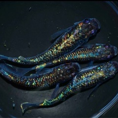 高級メダカ20匹+a 針子以上〜稚魚ランダムミックスの画像