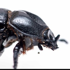 謎のカブトムシ、自由研究にいかがでしょうか？コカブトムシ幼虫の画像