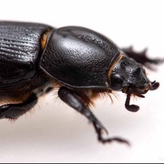 謎のカブトムシ、自由研究にいかがでしょうか？コカブトムシ幼虫の画像