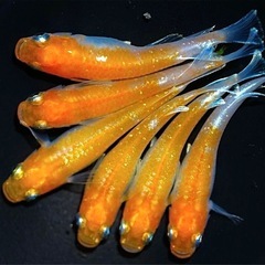 高級メダカ20匹+a 針子以上〜稚魚ランダムミックスの画像