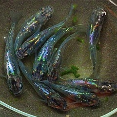 高級メダカ20匹+a 針子以上〜稚魚ランダムミックスの画像