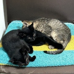 保護子猫の里親さん募集