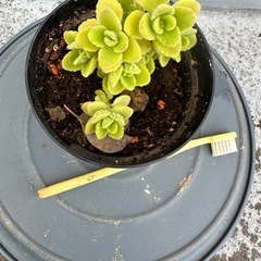 アロマティカス　鉢付き　苗 ① 多肉植物の画像