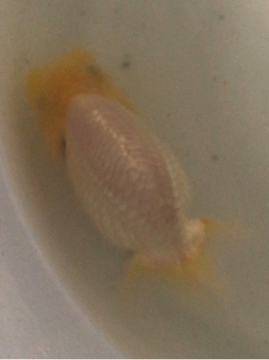 優良系統 らんちゅう