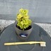ランキングキーワードに紐づく投稿画像-多肉植物